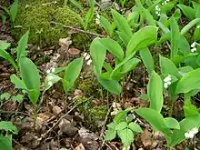 Convallaria majalis.