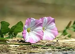 Convolvulus arvensis.