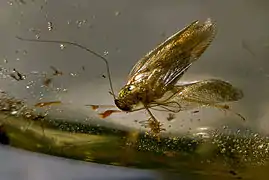 Blatte fossilisée dans du copal - autour de 100 000 ans