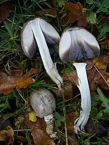 Coprinus sp.