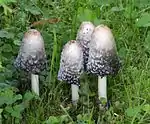 Coprinus comatusConique et déliquescent adulte