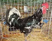 Coq Gournay