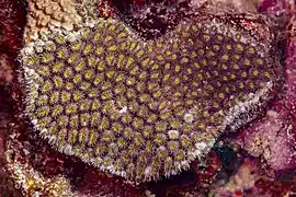 Spécimen vivant en mer Rouge. Avril 2023.