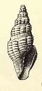 Cordieria rouaultii.