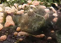 Corella sp. aff. parallelogramma?