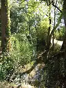 Photographie en couleurs d'un cours d'eau rectiligne envahi par la végétation.