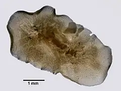Coronadena mutabilis, un Discocelidae
