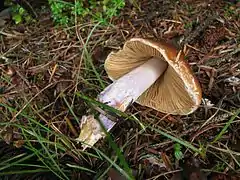 Cortinarius vanduzerensis - forme agaricoïde épigée