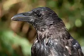 Adulte en pleine mue.