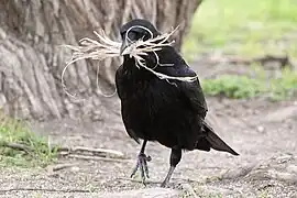 Adulte transportant des matériaux pour le nid.