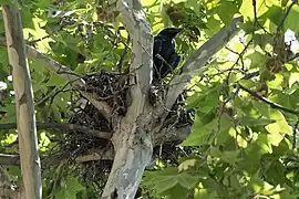 Juvénile sur un nid de branchettes classique.