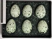 Œufs de choucas des tours