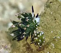 Costasiella kuroshimae