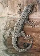 Cosymbotus platyurus, Bogor.