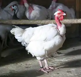 Poule de race "Cou nu du Forez"