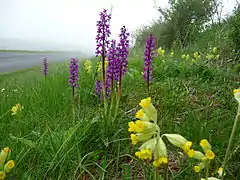 Orchis mascula sur le causse du Larzac.