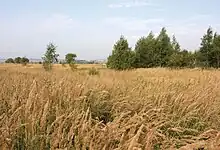 Photographie d'un paysage champêtre vallonné avec des épis de blés.