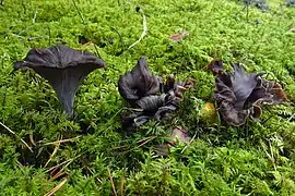 Craterellus cornucopioides, un Cantharellales