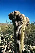 Saguaro cristé