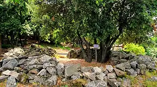 Crino di Montecristo.