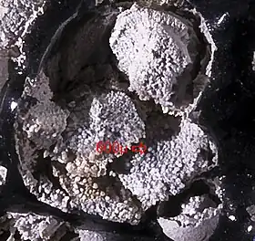 Image illustrative de l’article Cristobalite