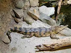 Faux-gavial d'Afrique.