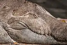 Gros plan de profil sur la tête d'un Crocodile de l'Orénoque qui a les yeux fermés