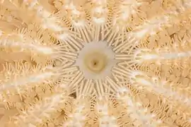 Bouche fermée d'une Crossaster papposus