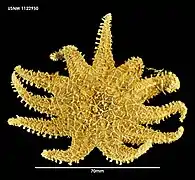 Crossaster campbellicus