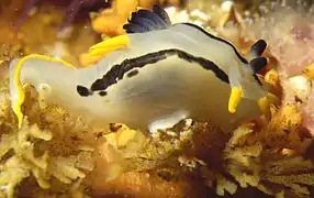 Polycera capensis