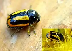 Cryptocephalus vittatus, insecte noir, orange et jaune.