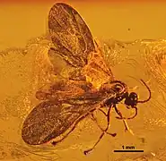 Spécimen MBI5846 de profil avec ailes.