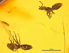 Specimen NHMW1984-31-218.