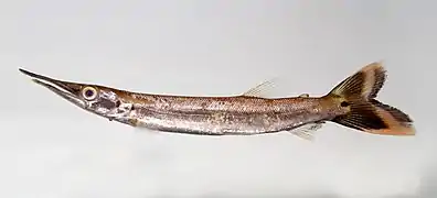 Boulengerella sp. (juvénile).