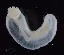 Pentamera pulcherrima (juvénile)