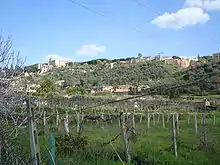 Treille de raisin de table tiburtin, le pizzutello