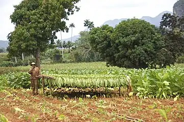 Plantation de tabac,Viñales