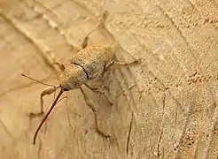 Curculio elephas (Curculionidae)