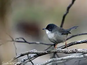 Fauvette mélanocèphale.