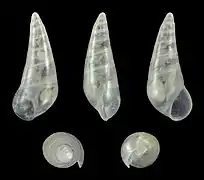 Curveulima dautzenbergi