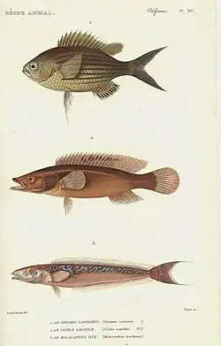 Image illustrative de l’article Lo guarracino