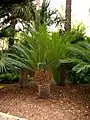 Pied de Cycas revoluta
