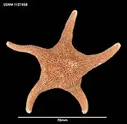 Cycethra verrucosa (idem, USNM).