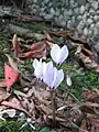 Cyclamen cilicium f. album.