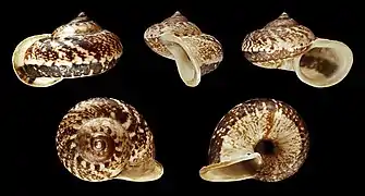 Cyclophorus perdix (Mesogastropoda).