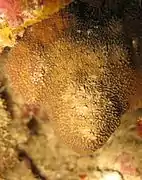 Cycloseris explanulata