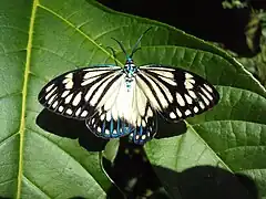 ChalcosiinaeCyclosia papilionaris