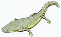 Cyclotosaurus