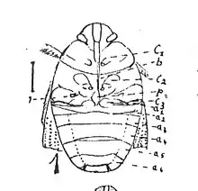 Cydnus armiger Förster 1937 N. Théobald éch. R793 x5 p. 247 Pl. XIX Hémiptères du Sannoisien de Kleinkembs.