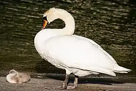 Cygneau au repos avec un adulte.